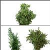 Rustic Wedding Greens Bulk Pack - Mini : Wholesale Flowers : Floral Supplies