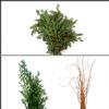 Trendy Greens Bulk Pack - Mini : Wholesale Flowers : Floral Supplies