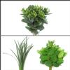 Simple Greens Bulk Pack - Mini : Wholesale Flowers : Floral Supplies