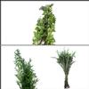 Wedding Arbor Greens Bulk Pack  : Wholesale Flowers : Floral Supplies