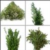 Vintage Greens & Fillers Bulk Pack - Mini : Wholesale Flowers : Floral Supplies