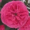 Garden Rose Baronesse Hot Pink : Wholesale Flowers : Floral Supplies
