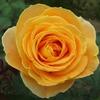 Garden Rose Candlelight Yellow/Orange  : Wholesale Flowers : Floral Supplies