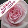 Garden Rose O'hara Light Pink : Wholesale Flowers : Floral Supplies