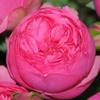 Garden Rose Piano Pink : Wholesale Flowers : Floral Supplies
