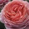 Garden Rose Romantic Antike Pink : Wholesale Flowers : Floral Supplies