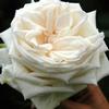 Garden Rose White O'hara : Wholesale Flowers : Floral Supplies