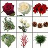Green & Red Christmas DIY Wedding Flower Pack : Wholesale Flowers : Floral Supplies