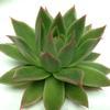 Agavoides Green Large Succulents 12cm : Wholesale Flowers : Floral Supplies