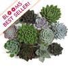 Assorted Small Succulents 8cm : Wholesale Flowers : Floral Supplies