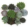 Assorted Medium Succulents 10cm : Wholesale Flowers : Floral Supplies