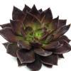 Black Prince Small Succulents 5cm : Wholesale Flowers : Floral Supplies