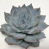 Blue Star Medium Succulents 10cm : Wholesale Flowers : Floral Supplies