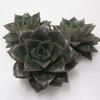 Chinensis Medium Succulents 10cm : Wholesale Flowers : Floral Supplies