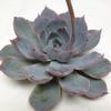 Colorata Large Succulents 12cm : Wholesale Flowers : Floral Supplies