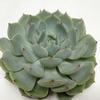 Minty Blue Medium Succulents 10cm : Wholesale Flowers : Floral Supplies