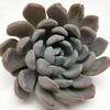 Elegance Small Succulents 9cm : Wholesale Flowers : Floral Supplies