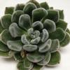 Green Velvet Large Succulents 12cm : Wholesale Flowers : Floral Supplies