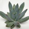 Hookerii Large Succulents 12cm : Wholesale Flowers : Floral Supplies
