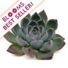 Lindsyana Small Succulents 9cm : Wholesale Flowers : Floral Supplies