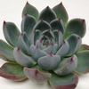 Lindsyana Medium Succulents 10cm : Wholesale Flowers : Floral Supplies