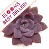 Metallica Medium Succulents 10cm : Wholesale Flowers : Floral Supplies