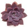 Metallica Large Succulents 12cm : Wholesale Flowers : Floral Supplies