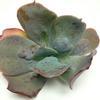 Paul Bunyan Medium Succulents 10cm : Wholesale Flowers : Floral Supplies