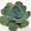Peacock Small Succulents 9cm : Wholesale Flowers : Floral Supplies