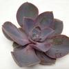 Pink Pearl V Large  15cm : Wholesale Flowers : Floral Supplies
