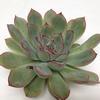 Rondo Medium Succulents 10cm : Wholesale Flowers : Floral Supplies