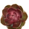 Ruby Red Large Succulents 12cm : Wholesale Flowers : Floral Supplies