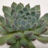 Setosa Large Succulents 12cm : Wholesale Flowers : Floral Supplies