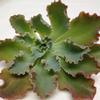 Shaviana Medium Succulents 10cm : Wholesale Flowers : Floral Supplies
