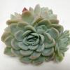Sunbeam Small Succulents 8cm : Wholesale Flowers : Floral Supplies
