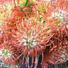 Protea Pincushion Orange : Wholesale Flowers : Floral Supplies