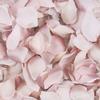 Rose Petal Box Lavender : Wholesale Flowers : Floral Supplies