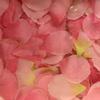 Pink Rose Petals  : Wholesale Flowers : Floral Supplies