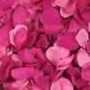 Rose Petal Box Raspberry : Wholesale Flowers : Floral Supplies