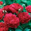 Garden Rose Darcy Red : Wholesale Flowers : Floral Supplies