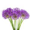 Allium Purple : Wholesale Flowers : Floral Supplies