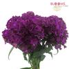 Gypsy : Wholesale Flowers : Floral Supplies