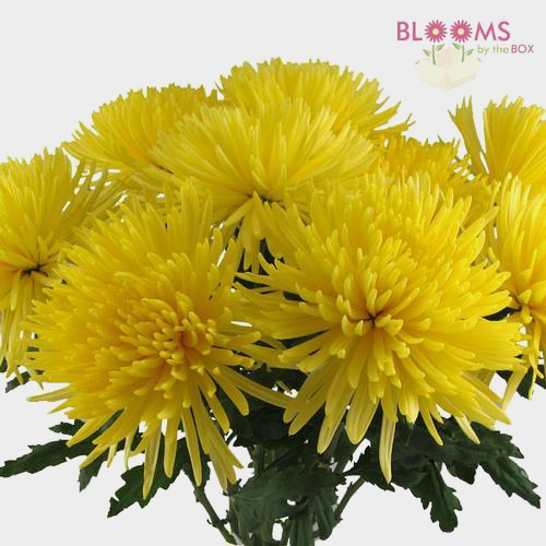 Wholesale Spider Anastasia Yellow Spider Mum, Fuji Mum Blooms by