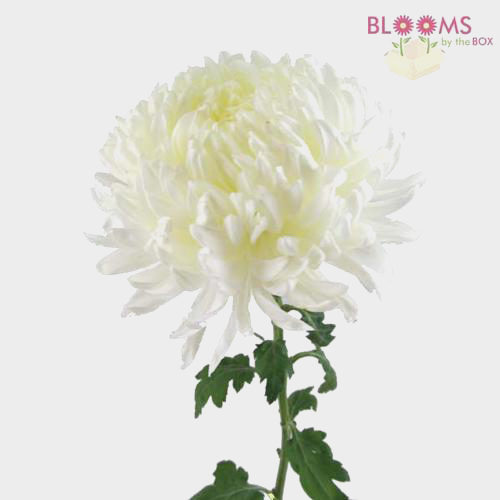 Wholesale Football Mum White Blooms by the Box