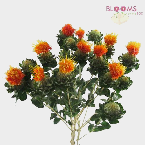 Wholesale Filler Flowers