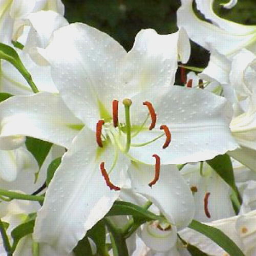 Wholesale Lily Siberia - Blooms by the Box