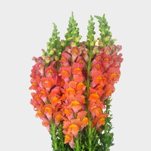 Wholesale Gladiolus Gladiolus Flowers for Weddings