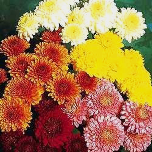 Wholesale Cushion/daisy/novelty Mums (Fall Colors Mix) Blooms by the Box