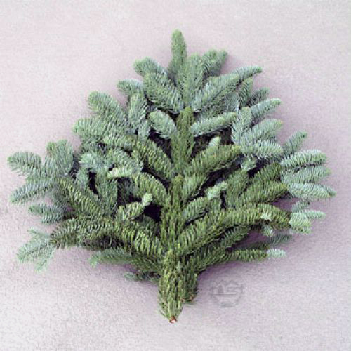 Wholesale Noble Fir Bough Tips (3.0 Lbs) Blooms by the Box