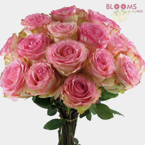 Wholesale Rose Esperance Pink & White 60cm Blooms by the Box